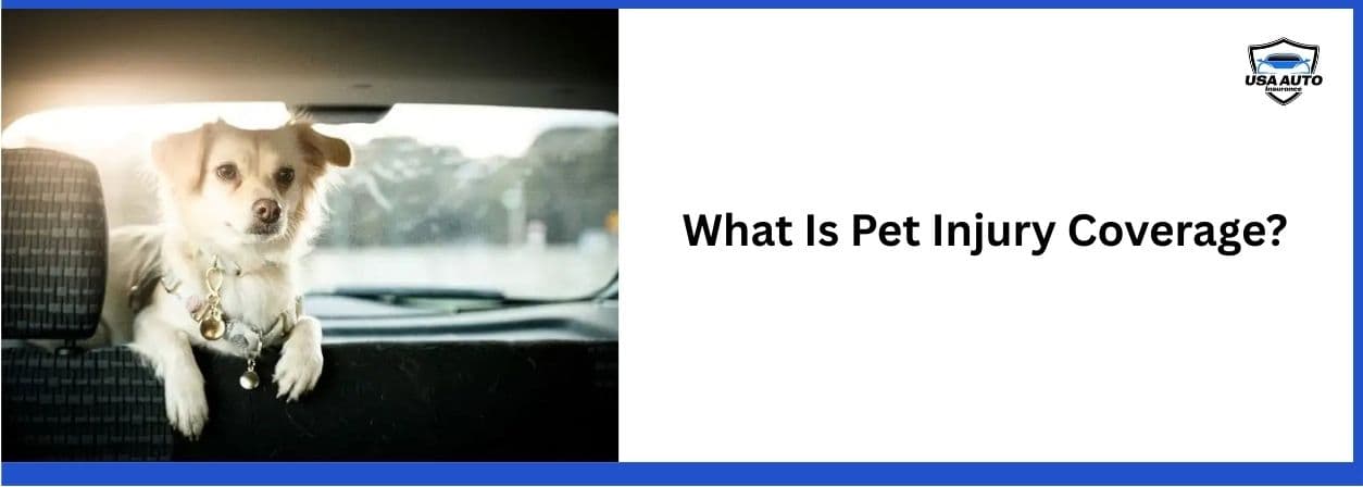 What Is Pet Injury Coverage What Is Pet Injury Coverage